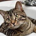 Iz ZDA poročajo o prvi okužbi mačke z virusom nove gripe. Foto: iStockphoto