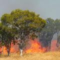 Avstralija gozdni požari