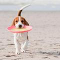 Igračka in bližina vode za ohlajanje ... eden izmed poletnih pasjih užitkov. (Fo