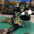 Dodo šimpanz, hranjenje, tiger, živalski vrt