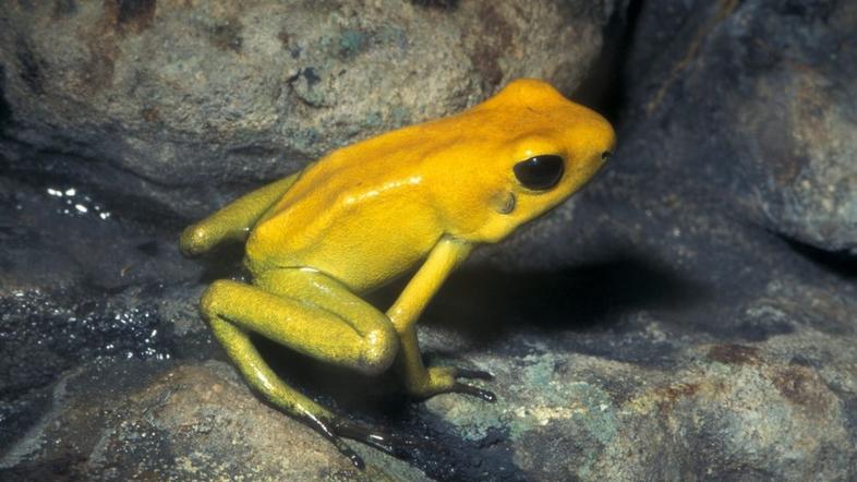 zlata grozna listovka, strupena žaba