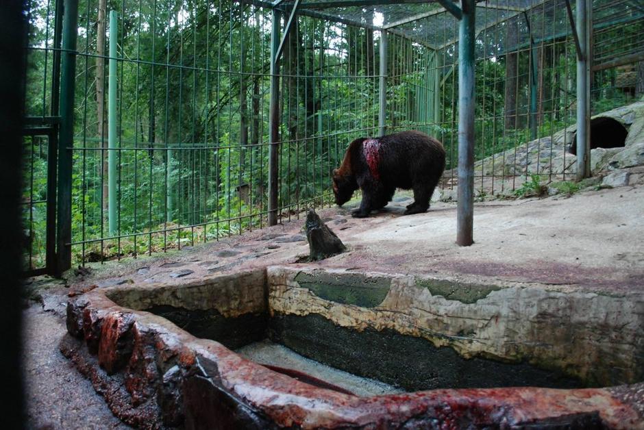 Medved Tim | Avtor: Zoo park Rožman