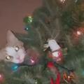Mačke in božično drevo