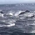 Stampedo delfinov, ki so jih napadli kiti