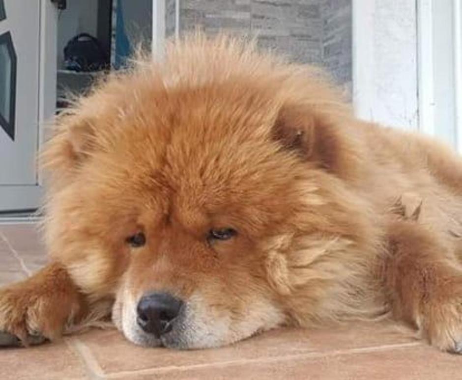 Pes Bobi, ki je bil ustreljen sredi dneva | Avtor: sobotainfo.com