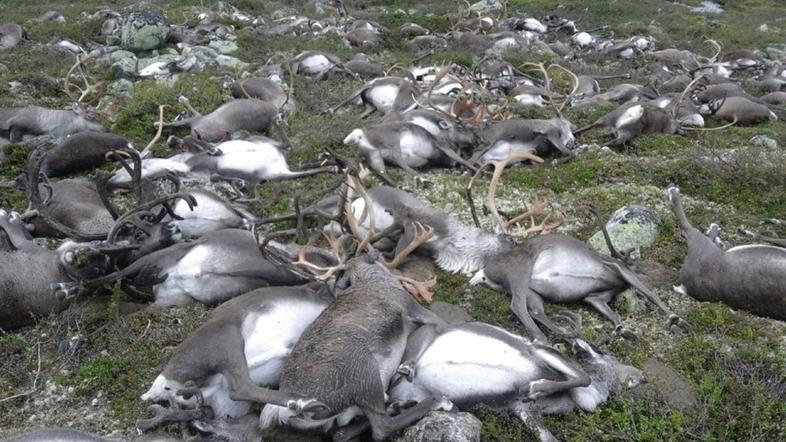 Strela ubila severne jelene