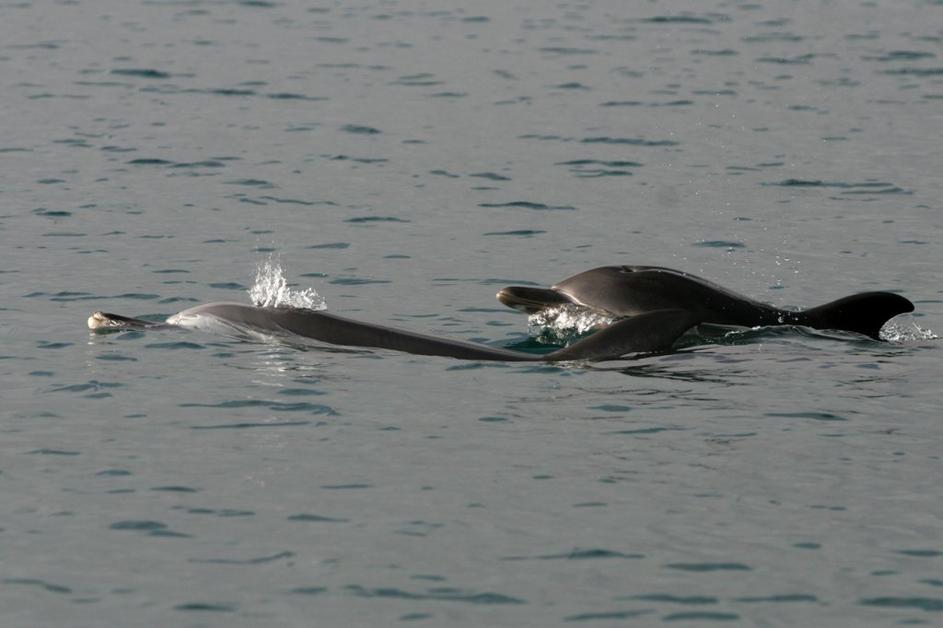 Delfinka in mladič v Monfalconu