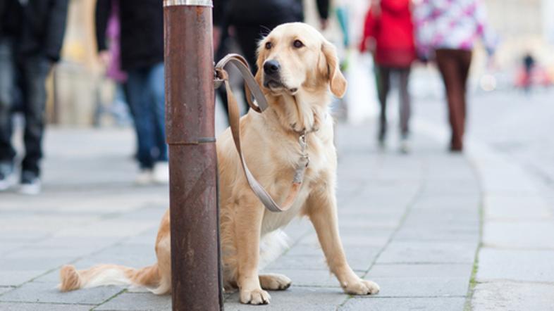 pes čakanje lastnik ulica