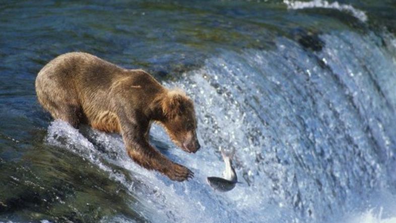 Katmai, rjavi medved na lovišču