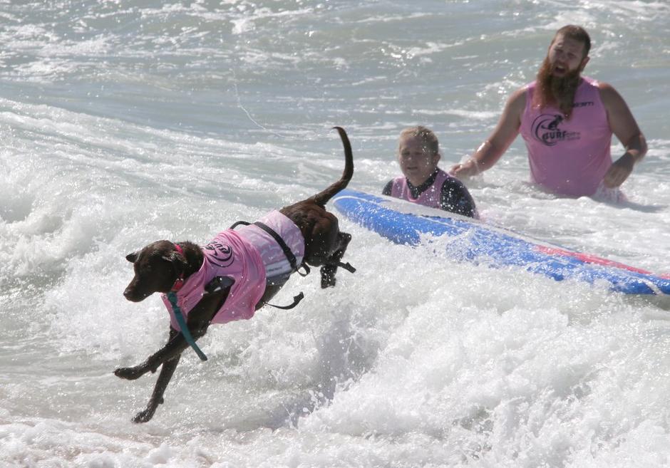 Unleashed Surf City Surf Dog | Avtor: EPA