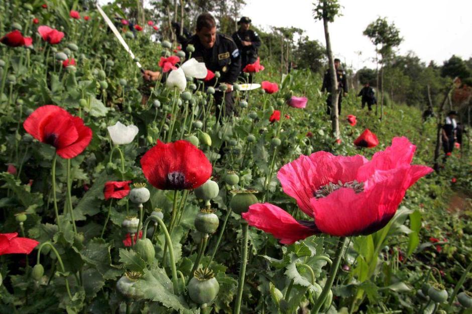 Prihodek od opija v Afganistanu predstavlja neverjetnih sto milijonov dolarjev,  | Avtor: Žurnal24 main