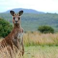 Okolju prijazni kenguruji