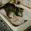 Mačka, ki pomiva posodo