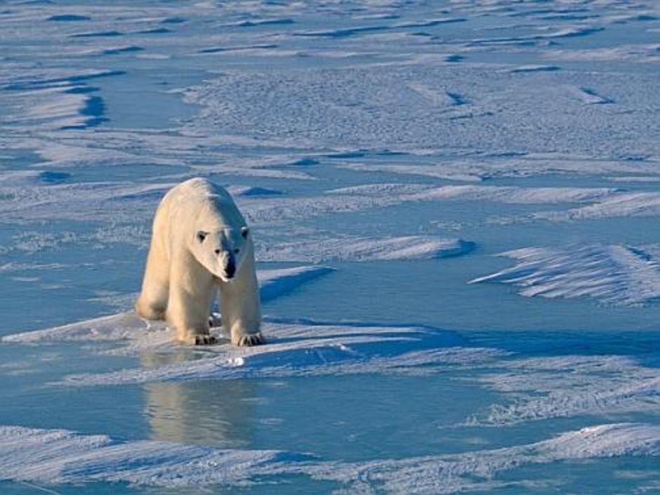 Zaradi segrevanja Zemlje in posledičnega taljenja ledu v severnih morjih so seve | Avtor: Žurnal24 main