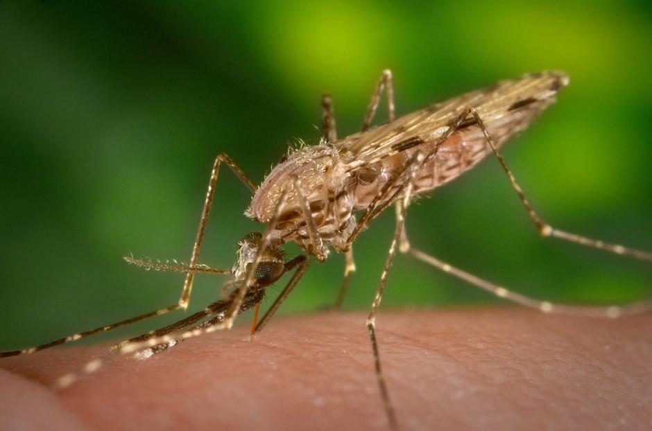 Zika komar | Avtor: Profimedias