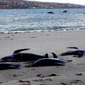 Gre za največji pogin kitov v zgodovini irskega otoka. (Foto: Reuters)