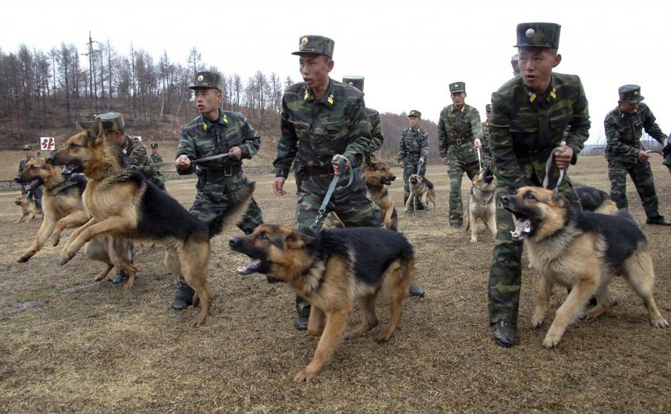 Vojaški psi