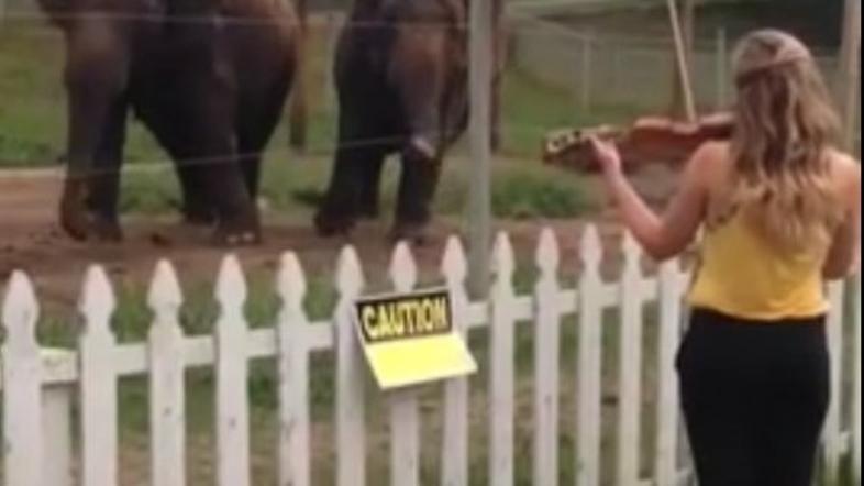 Slonici uživata ob zvokih violine