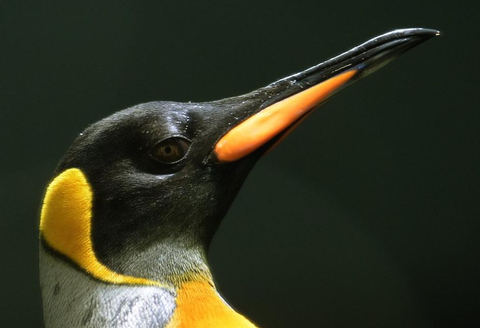 Kraljevi pingvin | Avtor: EPA