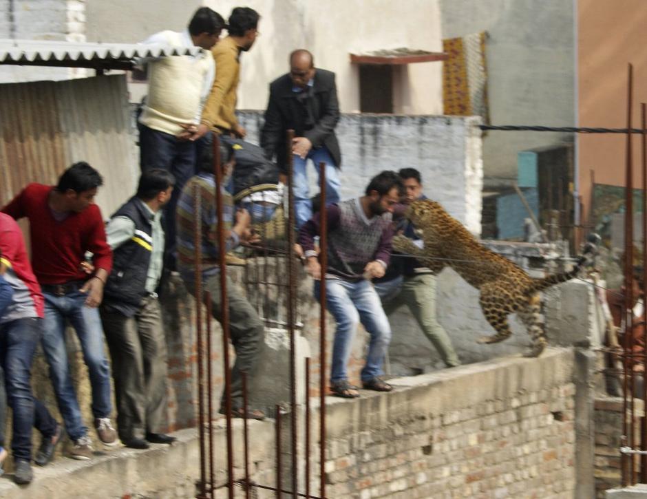 Pobegli leopard v Indiji | Avtor: Reuters