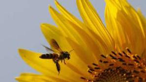 Zaradi primanjkljaja čebel se kmetijstvu slabo piše.