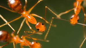 Nore mravlje
