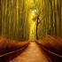 Bambusov gozd na Japonskem