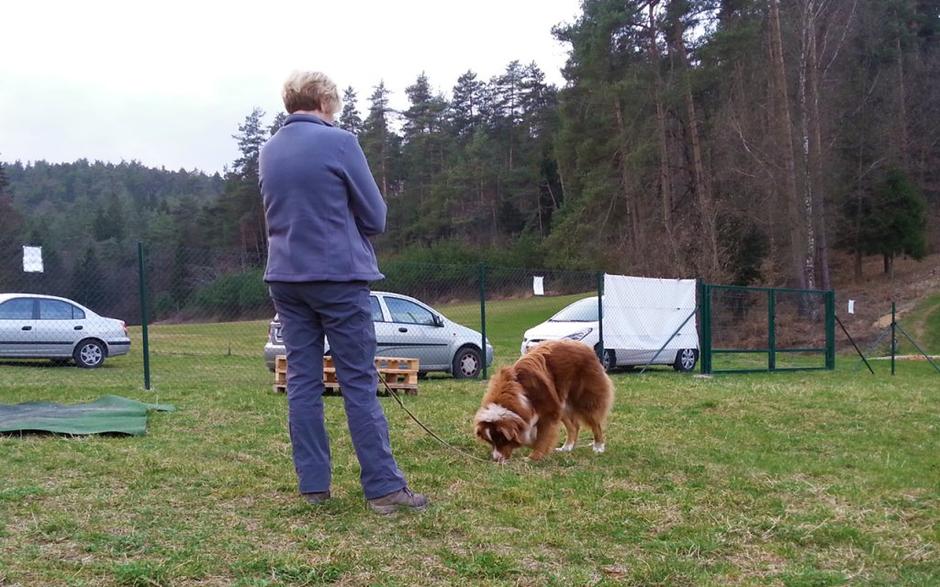 Mentalna stimulacija pes | Avtor: Društvo za zaščito živali Ljubljana