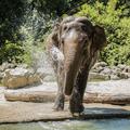 ZOO ljubljana ljubljanski živalski vrt slon slonica Ganga