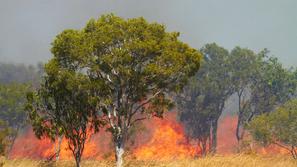 Avstralija gozdni požari