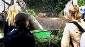 Tiger v Koebenhavnu ubil 21-letnika