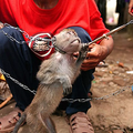 mučenje opic
