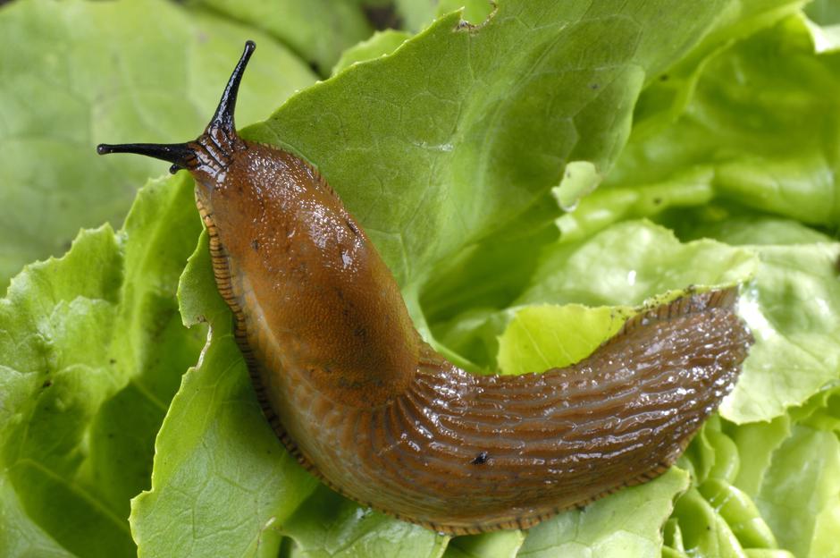 polži | Avtor: Profimedia