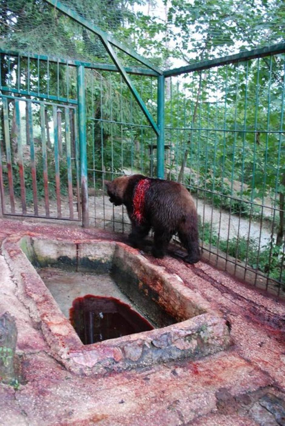 Timi | Avtor: Zoo park Rožman