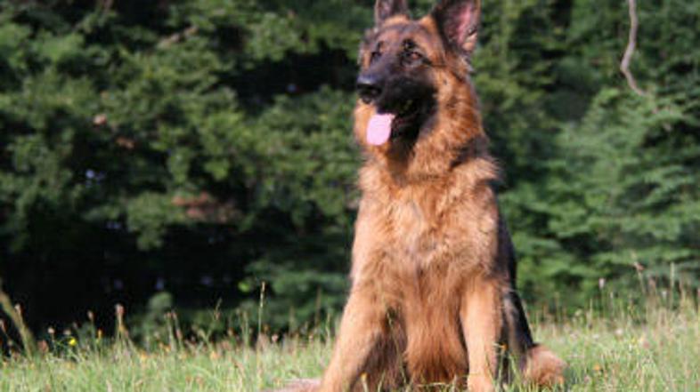 Nemški ovčar je s klicem na 911 priklical pomoč svojemu lastniku, ki je imel epi