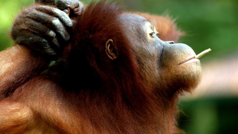 Orangutan Tori, ki kadi cigarete.
