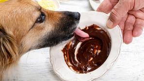 Pes in čokolada