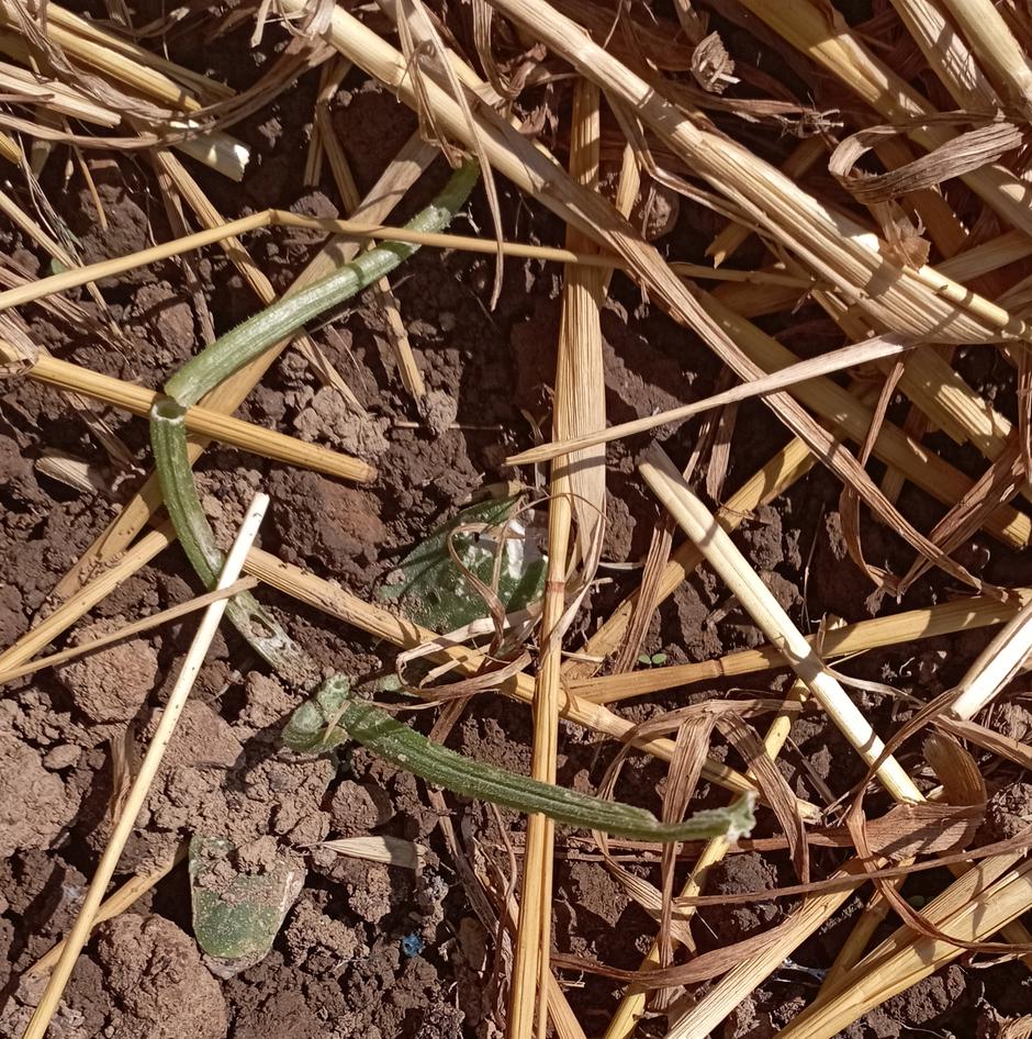 polži | Avtor: Žurnal24 