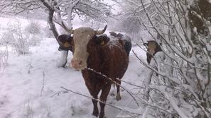 Sneg je včeraj presenetil tudi domače živali. Fotografija iz postojnskega. (Foto