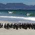 Pingvini, blizu Cape Towna, Južnoafriška republika.