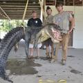 Ulovljen aligator