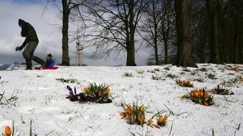 Sneg v Edinbourghu prekril rožice