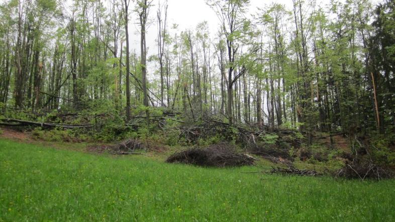 Podrta drevesa v Horjulu