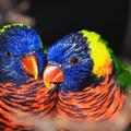 Zaljubljene papige