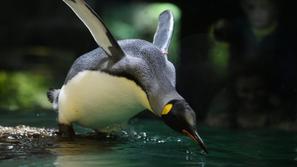 Kraljevi pingvin