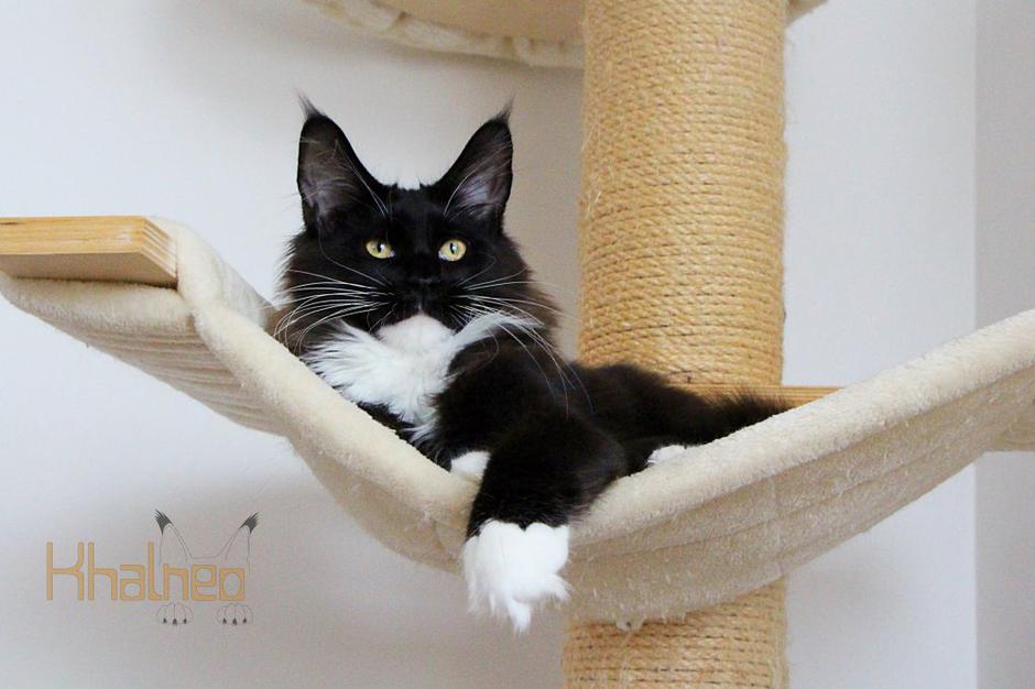 Maine coon | Avtor: Khalneo