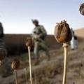 Proizvodnja opija in trgovina z njim omogočata financiranje talibanskih napadov.