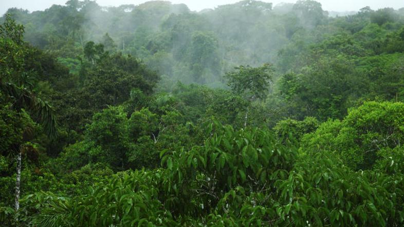 Google bo z aplikacijo nadzoroval obnavljanje in tudi krčenje gozdov. (Foto: iSt