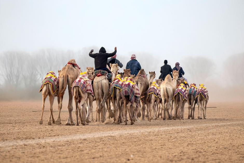 Kamele | Avtor: Profimedia