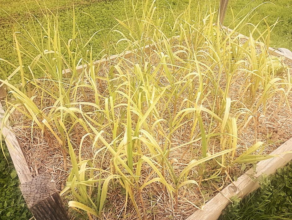 česen | Avtor: Žurnal24 